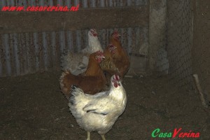fattoria-ascoli7 - Copy